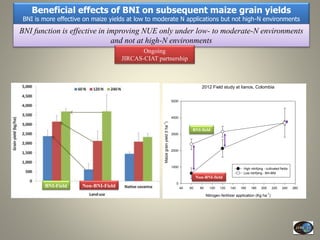 Current Status of BNI Research at JIRCAS