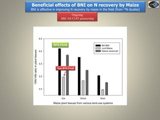 Current Status of BNI Research at JIRCAS