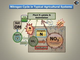 Current Status of BNI Research at JIRCAS