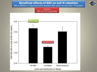 Current Status of BNI Research at JIRCAS