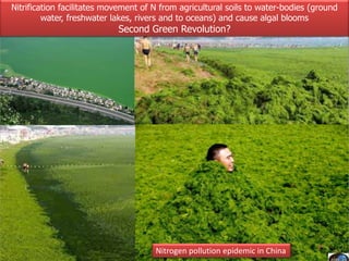 Current Status of BNI Research at JIRCAS