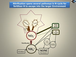 Current Status of BNI Research at JIRCAS