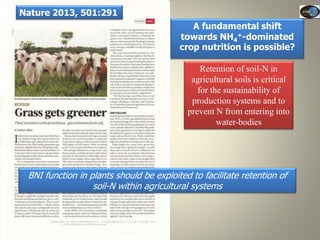 Current Status of BNI Research at JIRCAS