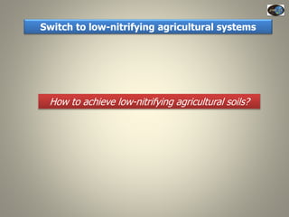 Current Status of BNI Research at JIRCAS