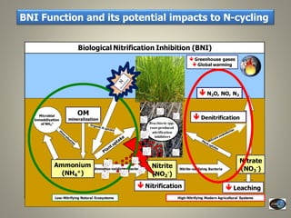 Current Status of BNI Research at JIRCAS