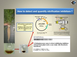 Current Status of BNI Research at JIRCAS