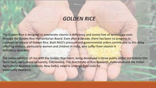 Golden Rice In India CURRENT STATUS OF GM CROPS AND HURDLES FACED BY INDIAN AGRIBIOTECH ...