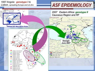 Current status of serological and nucleic acid based diagnostic techniques for ASF