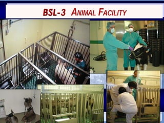 Current status of serological and nucleic acid based diagnostic techniques for ASF