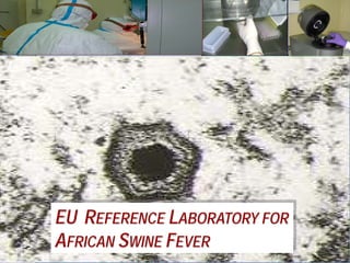 Current status of serological and nucleic acid based diagnostic techniques for ASF