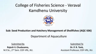 Submitted By
Rajesh V. Chudasama,
M.F.Sc., 2nd Sem. COF-VRL, KU.
Submitted To
Dr. P. R. Tank,
Assistant Professor, COF-VRL, KU.
College of Fisheries Science - Veraval
Kamdhenu University
Sub: Seed Production and Hatchery Management of Shellfishes (AQC-506)
Department of Aquaculture
 
