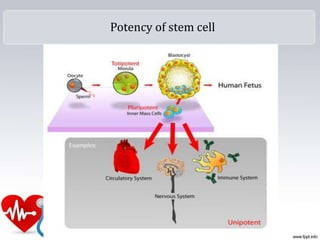 Potency of stem cell
 