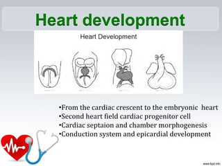 Heart development
•From the cardiac crescent to the embryonic heart
•Second heart field cardiac progenitor cell
•Cardiac septaion and chamber morphogenesis
•Conduction system and epicardial development
 
