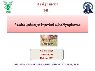 Vaccine updates for important swine Mycoplasmas
Assignment
on
DIVISION OF BACTERIOLOGY AND MYCOLOGY, IVRI
Mamta singh
Phd Scholar
Roll no. 1773
 