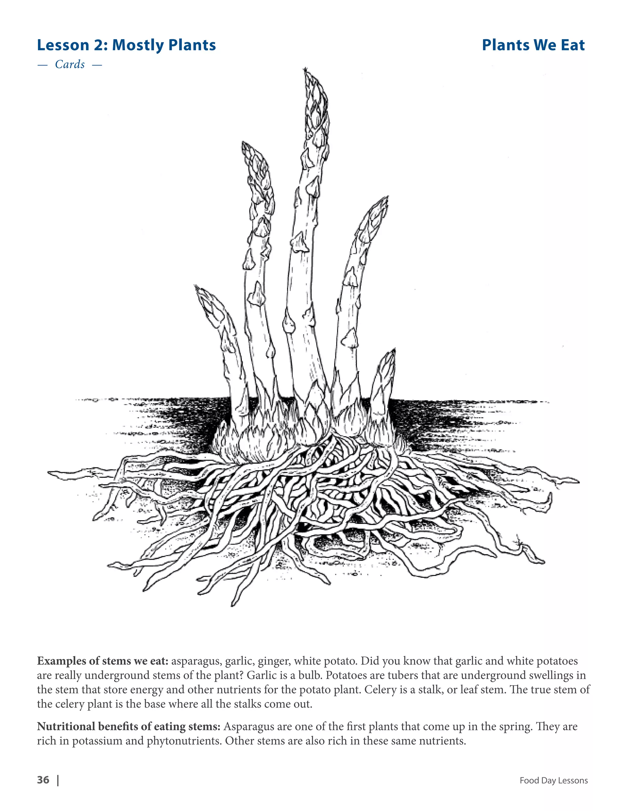 Lesson 2: Mostly Plants Plants We Eat 
— Cards — 
Examples of stems we eat: asparagus, garlic, ginger, white potato. Did you know that garlic and white potatoes 
are really underground stems of the plant? Garlic is a bulb. Potatoes are tubers that are underground swellings in 
the stem that store energy and other nutrients for the potato plant. Celery is a stalk, or leaf stem. The true stem of 
the celery plant is the base where all the stalks come out. 
Nutritional benefits of eating stems: Asparagus are one of the first plants that come up in the spring. They are 
rich in potassium and phytonutrients. Other stems are also rich in these same nutrients. 
36 | Food Day Lessons 
 