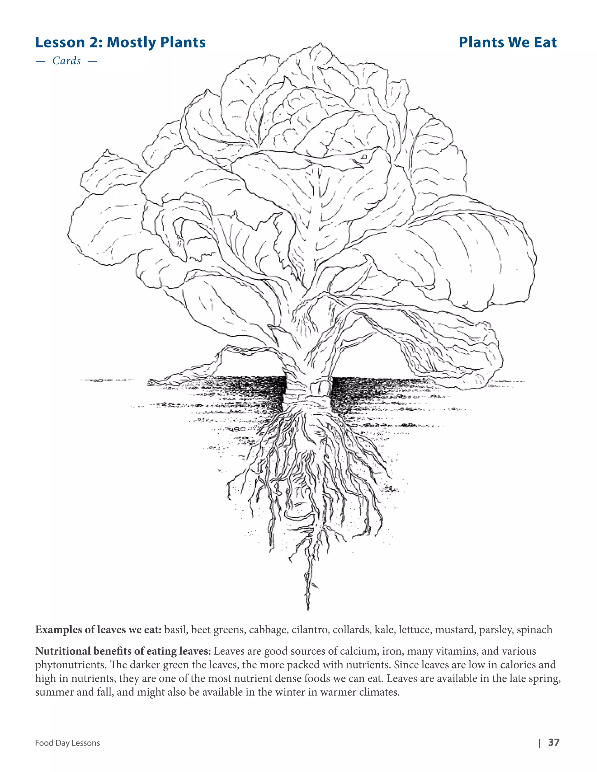 Lesson 2: Mostly Plants Plants We Eat 
— Cards — 
Examples of leaves we eat: basil, beet greens, cabbage, cilantro, collards, kale, lettuce, mustard, parsley, spinach 
Nutritional benefits of eating leaves: Leaves are good sources of calcium, iron, many vitamins, and various 
phytonutrients. The darker green the leaves, the more packed with nutrients. Since leaves are low in calories and 
high in nutrients, they are one of the most nutrient dense foods we can eat. Leaves are available in the late spring, 
summer and fall, and might also be available in the winter in warmer climates. 
Food Day Lessons | 37 
 