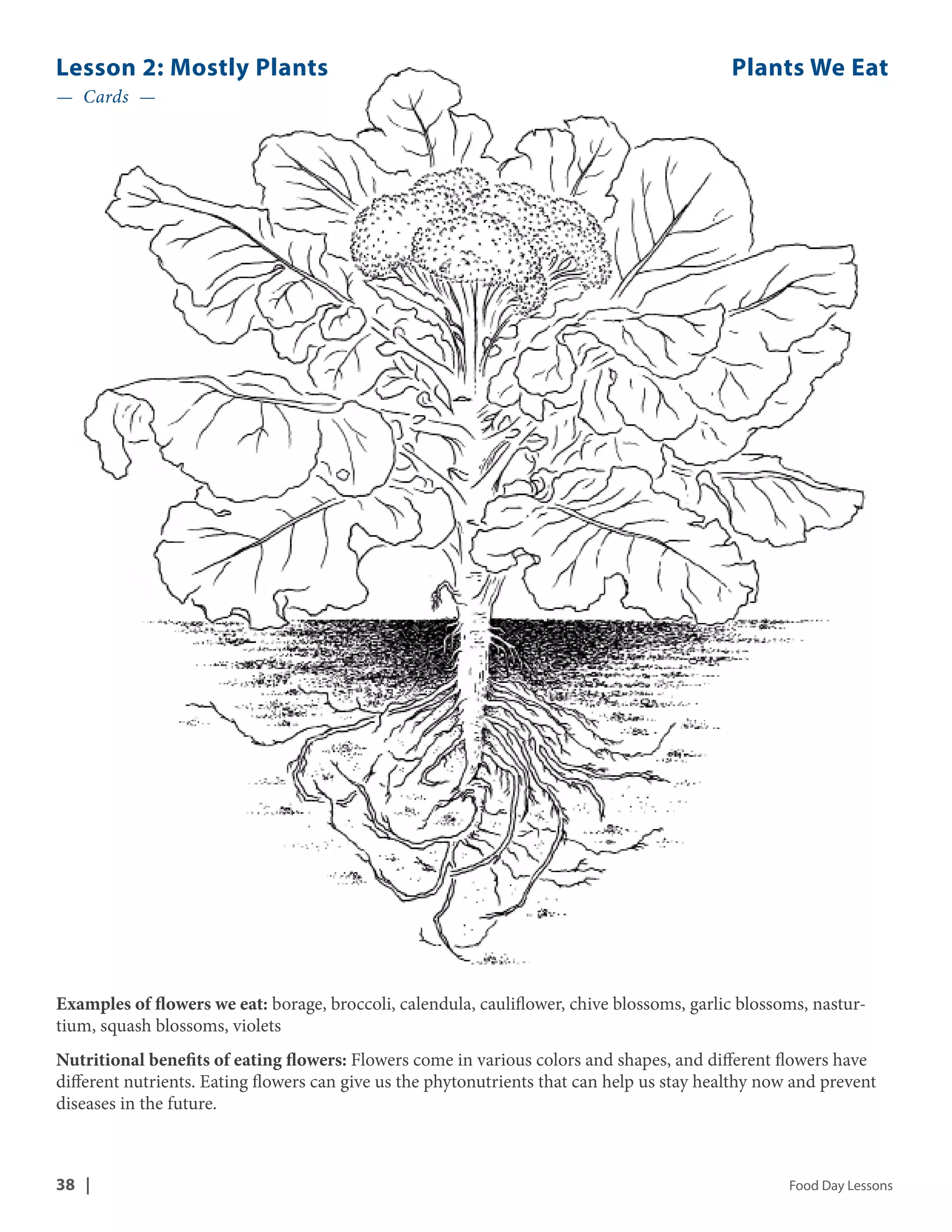 Lesson 2: Mostly Plants Plants We Eat 
— Cards — 
Examples of flowers we eat: borage, broccoli, calendula, cauliflower, chive blossoms, garlic blossoms, nastur-tium, 
squash blossoms, violets 
Nutritional benefits of eating flowers: Flowers come in various colors and shapes, and different flowers have 
different nutrients. Eating flowers can give us the phytonutrients that can help us stay healthy now and prevent 
diseases in the future. 
38 | Food Day Lessons 
 