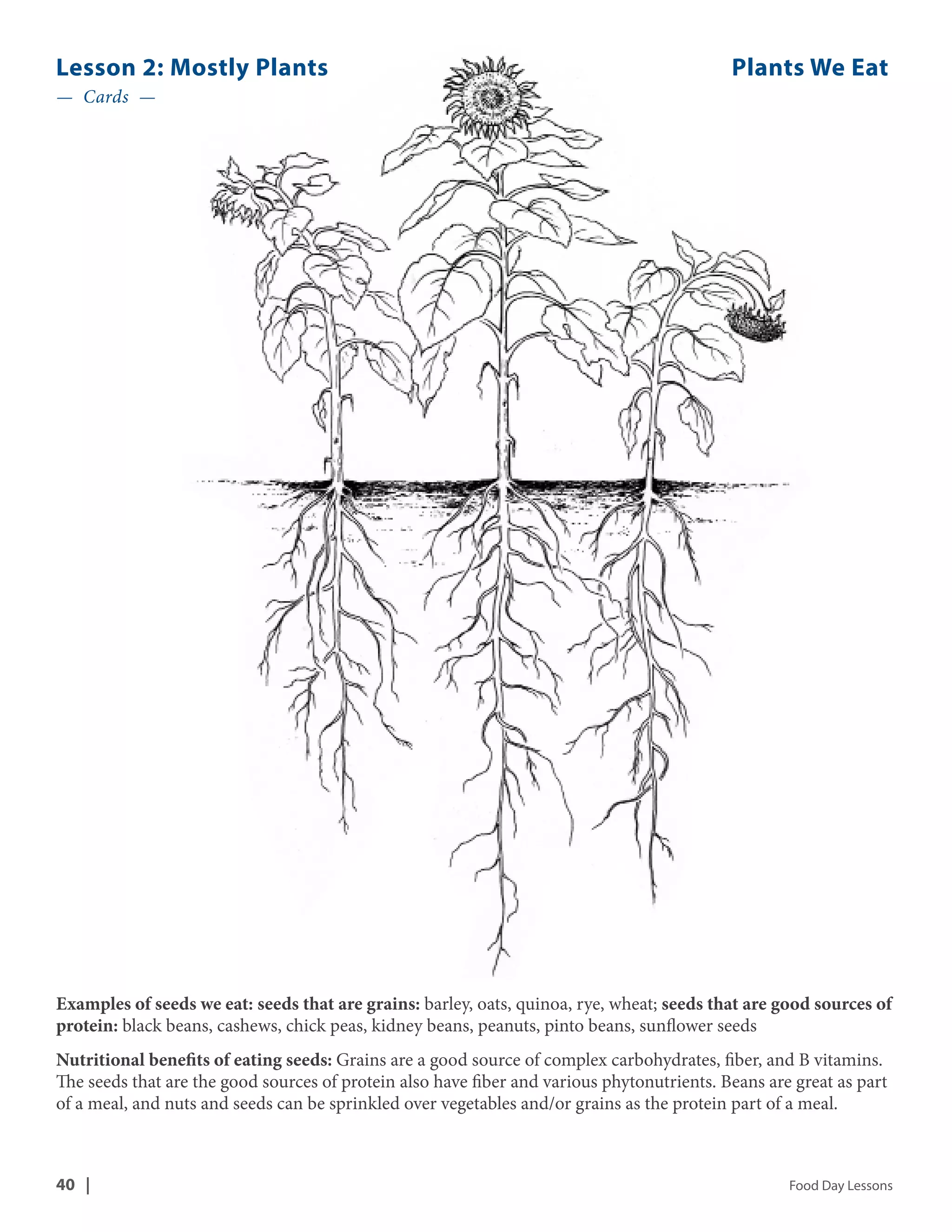 Lesson 2: Mostly Plants Plants We Eat 
— Cards — 
Examples of seeds we eat: seeds that are grains: barley, oats, quinoa, rye, wheat; seeds that are good sources of 
protein: black beans, cashews, chick peas, kidney beans, peanuts, pinto beans, sunflower seeds 
Nutritional benefits of eating seeds: Grains are a good source of complex carbohydrates, fiber, and B vitamins. 
The seeds that are the good sources of protein also have fiber and various phytonutrients. Beans are great as part 
of a meal, and nuts and seeds can be sprinkled over vegetables and/or grains as the protein part of a meal. 
40 | Food Day Lessons 
 