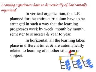 Learning experiences have to be vertically & horizontally
organized
In vertical organization, the L.E
planned for the entire curriculum have to be
arranged in such a way that the learning
progresses week by week, month by month,
semester to semester & year to year.
In horizontal, all the learning takes
place in different times & are automatically
related to learning of another situation or
subject.
 