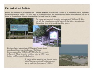 Currituck virtual field trip
Remote and untouched by development, the Currituck Banks site is an excellent example of an undisturbed barrier island and
low-salinity estuarine system. Ten miles south of the Virginia border and three-quarters of a mile north of Corolla, this site is
bound on the east by the Atlantic Ocean and the Currituck Sound to the west.
                                               The easiest access point is the visitor parking area off highway 12. Here
                                               you will find a handicap accessible boardwalk that allows access through
                                               the maritime forest to the sound side of the reserve.




   Currituck Banks is comprised of 954 acres of beach, dunes,
   upland shrub forest, marsh and sound. The Nature
   Conservancy and the US Fish and Wildlife Service own tracts
   to the north. These three sites combined make up 5,000+-acres
   that are used for research and education.
                              If you are able to access the site from the beach
                              side of the reserve, you will notice that there
                              are no roads, but plenty signs of vehicles.
 