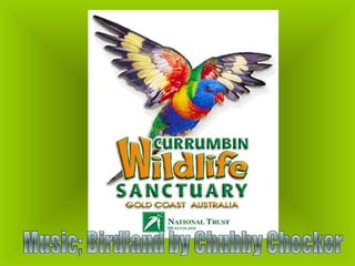 Currumbin sanctuary