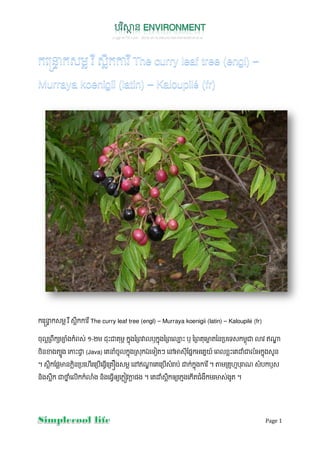 Page 1
ក ក ម ក The curry leaf tree (engl) – Murraya koenigii (latin) – Kaloupilé (fr)
ច'()ពក+ម,-ងក/ព 0 1-3ម 4'56គ'ម8 ក9'ង:)ព;(<ក9'ង:)ព (=5 < :)ពគ' >? @:ន)ប ទ កម?'6 DE FGH
ចIនJង@KLង 56M (Java) គ /ចL(ក9'ង) PកQ ទR@S TU 'Vផ9កX គ9យZ ព(ខ5 គ/6(/Xក9'ង ]ន
^ កVផ>នកIន)ប _` )ប` ធM` )គbង ម TFGH គ )ប` /cប0 ក0ក9'ង ^ dម)គe_fប'cg /បក<
នIង ក 6h9 / (`កក/D/ង នIង ធM`ij កkE ផង ^ គ/ កij កfង ក`@ជ/ងកម > 0ងL@ ^
 