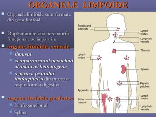 ORGANELE LIMFOIDE
   Organele limfoide sunt formate
    din ţesut limfoid.

   După anumite caractere morfo-
    funcţionale se împart în:
   organe limfoide centrale
       timusul
       compartimentul nemieloid
        al măduvei hematogene
       o parte a ţesutului
        limfoepitelial din mucoasa
        respiratorie şi digestivă.

   organe limfoide periferice
       Limfoganglionul
       Splina
 