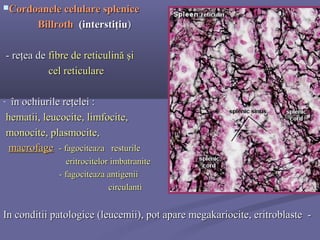 Curs 10-histo-organe-limfoide-periferice | PPT