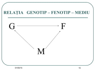 01/05/15 15
RELAŢIA GENOTIP – FENOTIP – MEDIU
G F
M
 