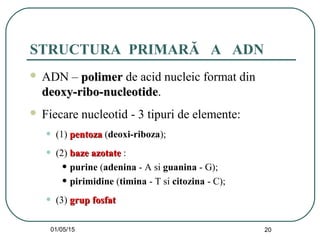01/05/15 20
STRUCTURA PRIMARĂ A ADN
 ADN – polimerpolimer de acid nucleic format din
deoxy-ribo-nucleotidedeoxy-ribo-nucleotide.
 Fiecare nucleotid - 3 tipuri de elemente:
• (1) pentozapentoza (deoxi-riboza);
• (2) baze azotatebaze azotate :
• purine (adenina - A si guanina - G);
• pirimidine (timina - T si citozina - C);
• (3) grup fosfatgrup fosfat
 