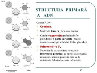 01/05/15 21
STRUCTURA PRIMARĂ
A ADN
Catena ADN:
 ContinuaContinua,
 Molecula linearalineara (fara ramificatii),
 Contine o parte fixao parte fixa (schelet fosfo-
glucidic) si o parte variabilao parte variabila (bazele
azotate atasate pe scheletul fosfo- glucidic),
 Polaritate 5'Polaritate 5'→→ 3',3',
 Secventa de baze azotate reprezinta
informatia geneticainformatia genetica; ea specifica secventa
de amino- acizi in proteina care va fi
sintetizata folosind aceasta informatie.
 