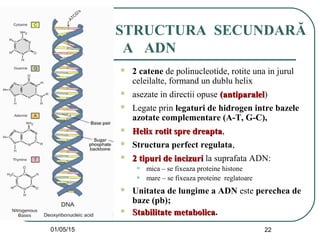 01/05/15 22
STRUCTURA SECUNDARĂ
A ADN
 2 catene de polinucleotide, rotite una in jurul
celeilalte, formand un dublu helix
 asezate in directii opuse (antiparalel(antiparalel)
 Legate prin legaturi de hidrogen intre bazele
azotate complementare (A-T, G-C),
 Helix rotit spre dreaptaHelix rotit spre dreapta,
 Structura perfect regulata,
 2 tipuri de incizuri2 tipuri de incizuri la suprafata ADN:
• mica – se fixeaza proteine histone
• mare – se fixeaza proteine reglatoare
 Unitatea de lungime a ADN este perechea de
baze (pb);
 Stabilitate metabolicaStabilitate metabolica.
 