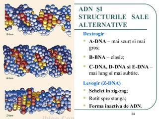 01/05/15 24
ADN ŞI
STRUCTURILE SALE
ALTERNATIVE
Dextrogir
 A-DNA – mai scurt si mai
gros;
 B-BNA – clasic;
 C-DNA, D-DNA si E-DNA –
mai lung si mai subtire.
Levogir (Z-DNA)
 Schelet in zig-zag;
 Rotit spre stanga;
 Forma inactiva de ADN.
 