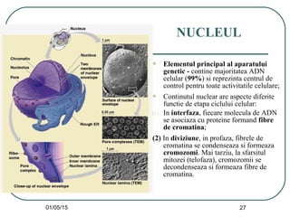 01/05/15 27
NUCLEUL
 Elementul principal al aparatului
genetic - contine majoritatea ADN
celular (99%) si reprezinta centrul de
control pentru toate activitatile celulare;
 Continutul nuclear are aspecte diferite
functie de etapa ciclului celular:
(1) In interfaza, fiecare molecula de ADN
se asociaza cu proteine formand fibre
de cromatina;
(2) In diviziune, in profaza, fibrele de
cromatina se condenseaza si formeaza
cromozomi. Mai tarziu, la sfarsitul
mitozei (telofaza), cromozomii se
decondenseaza si formeaza fibre de
cromatina.
 