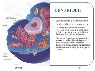 01/05/15 30
CENTRIOLII
 Cruciali pentru diviziune celulara;
 La sfarsitul interfazei se dubleaza;
 La inceputul diviziunii celulare
(profaza) migreaza spre polii celulei
si determina unirea microtubilor si
formarea fusului de diviziune;
 Fibrele se fixeaza pe cromozomi, ii
aseaza la mijlocul celulei (placa
metafazica) si apoi determina
disjunctia cromatidiana cu migrarea
ulterioara a cromatidelor spre polii
celulei.
 