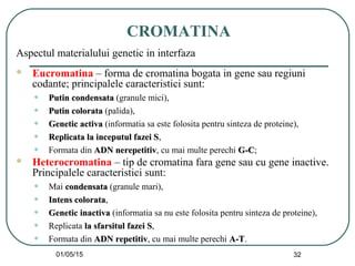 01/05/15 32
CROMATINA
Aspectul materialului genetic in interfaza
 Eucromatina – forma de cromatina bogata in gene sau regiuni
codante; principalele caracteristici sunt:
• Putin condensataPutin condensata (granule mici),
• Putin colorataPutin colorata (palida),
• Genetic activaGenetic activa (informatia sa este folosita pentru sinteza de proteine),
• Replicata la inceputul fazei SReplicata la inceputul fazei S,
• Formata din ADN nerepetitivADN nerepetitiv, cu mai multe perechi G-CG-C;
 Heterocromatina – tip de cromatina fara gene sau cu gene inactive.
Principalele caracteristici sunt:
• Mai condensatacondensata (granule mari),
• Intens colorataIntens colorata,
• Genetic inactivaGenetic inactiva (informatia sa nu este folosita pentru sinteza de proteine),
• Replicata la sfarsitul fazei Sla sfarsitul fazei S,
• Formata din ADN repetitivADN repetitiv, cu mai multe perechi A-TA-T.
 