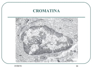 01/05/15 33
CROMATINA
 