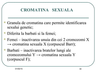 01/05/15 34
CROMATINA SEXUALA
 Granula de cromatina care permite identificarea
sexului genetic;
 Diferita la barbati si la femei;
 Femei – inactivarea unuia din cei 2 cromozomi X
→ cromatina sexuala X (corpuscul Barr);
 Barbati – inactivarea bratelor lungi ale
cromozomului Y → cromatina sexuala Y
(corpuscul F);
 