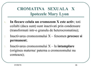 01/05/15 35
CROMATINA SEXUALA X
Ipotezele Mary Lyon
1. In fiecare celula un cromozom X este activ; toti
ceilalti (daca sunt) sunt inactivati prin condensare
(transformati intr-o granula de heterocromatina);
2. Inactivarea cromozomului X – fenomen precoce si
permanent;
3. Inactivarea cromozomului X – la intamplare
(originea materna/ paterna a cromozomului nu
conteaza);
 