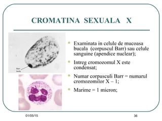 01/05/15 36
CROMATINA SEXUALA X
 Examinata in celule de mucoasa
bucala (corpuscul Barr) sau celule
sanguine (apendice nuclear);
 Intreg cromozomul X este
condensat;
 Numar corpusculi Barr = numarul
cromozomilor X – 1;
 Marime = 1 micron;
 