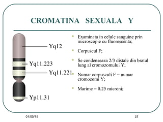 01/05/15 37
CROMATINA SEXUALA Y
 Examinata in celule sanguine prin
microscopie cu fluorescenta;
 Corpuscul F;
 Se condenseaza 2/3 distale din bratul
lung al cromozomului Y;
 Numar corpusculi F = numar
cromozomi Y;
 Marime = 0.25 microni;
 