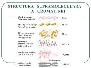 01/05/15 39
STRUCTURA SUPRAMOLECULARA
A CROMATINEI
 