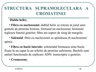 01/05/15 40
STRUCTURA SUPRAMOLECULARA A
CROMATINEI
• Dublu helix;
• Fibra cu nucleozomi: dublul helix se roteste in jurul unei
granule de proteine histone, formand un nucleozom; histonele
regleaza functia genelor; fibra are aspect de sirag de margele;
• Solenoid: fibra cu nucleozomi se spiraleaza (6 nucleozomi/
spira);
• Fibra cu bucle laterale: solenoidul formeaza niste bucle
fixate la un capat la un schelet de proteine nehistone. Buclele sunt
unitati functionale de replicare ADN/ transcriptie a genelor;
• Cromozom;
 