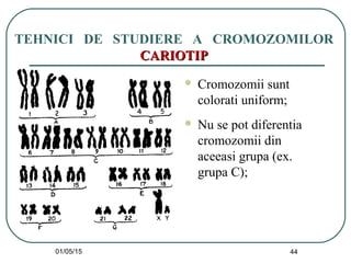01/05/15 44
TEHNICI DE STUDIERE A CROMOZOMILOR
CARIOTIPCARIOTIP
 Cromozomii sunt
colorati uniform;
 Nu se pot diferentia
cromozomii din
aceeasi grupa (ex.
grupa C);
 