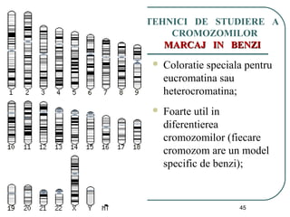 01/05/15 45
TEHNICI DE STUDIERE A
CROMOZOMILOR
MARCAJ IN BENZIMARCAJ IN BENZI
 Coloratie speciala pentru
eucromatina sau
heterocromatina;
 Foarte util in
diferentierea
cromozomilor (fiecare
cromozom are un model
specific de benzi);
 