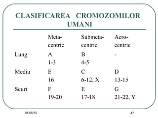 01/05/15 47
CLASIFICAREA CROMOZOMILOR
UMANI
Meta-
centric
Submeta-
centric
Acro-
centric
Lung A
1-3
B
4-5
-
Mediu E
16
C
6-12, X
D
13-15
Scurt F
19-20
E
17-18
G
21-22, Y
 