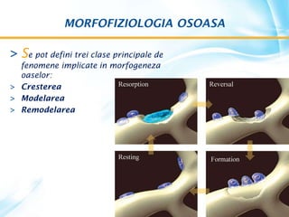MORFOFIZIOLOGIA OSOASA
> Se pot defini trei clase principale de
fenomene implicate in morfogeneza
oaselor:
> Cresterea
> Modelarea
> Remodelarea
 