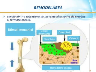 REMODELAREA
> consta dintr-o succesiune de secvente alternative de resobtie
si formare osoasa.
Stimuli mecanici Celule
delimitante
Osteoclast
Osteoblast Osteocit
Remodelare osoasa
 