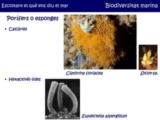Escoltant el què ens diu el mar                   Biodiversitat marina

  Porífers o esponges
 • Calcàries




           ...