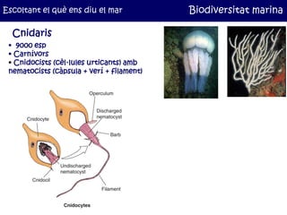 Escoltant el què ens diu el mar            Biodiversitat marina

  Cnidaris
 • 9000 esp
 • Carnívors
 • Cnidocists (cèl·lules urticants) amb
 nematocists (càpsula + verí + filament)
 